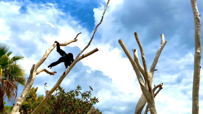 长臂猿在树枝上摇摆跳跃