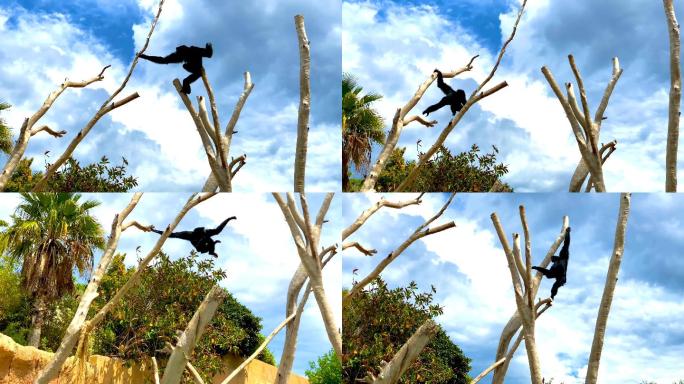 长臂猿在树枝上摇摆跳跃