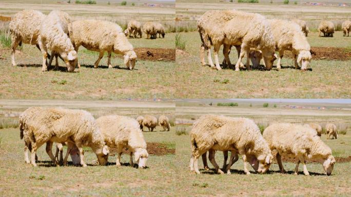 【4k】吃草的羊