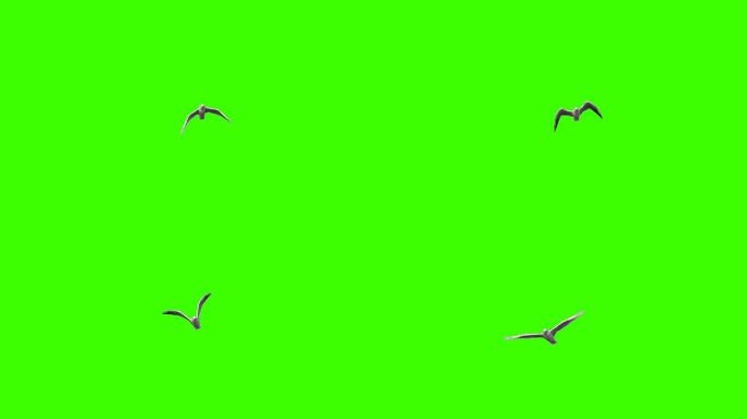 绿色屏幕上慢动作飞行的海鸥