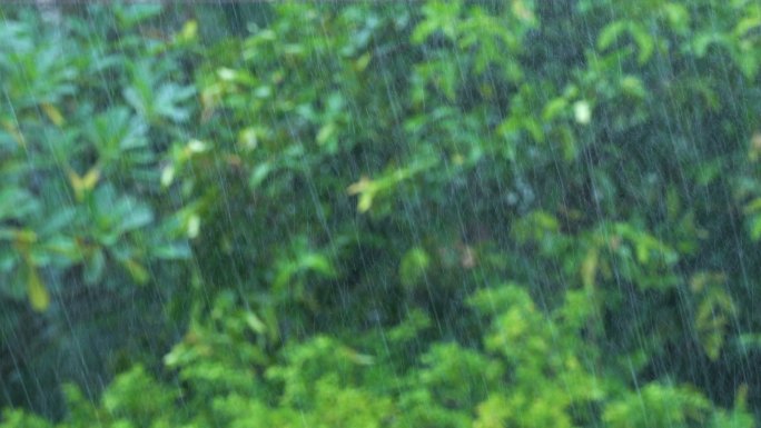 热带树木的雨。大雨倾盆