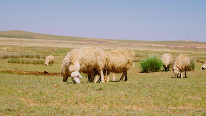 【4k】草原上吃草的羊