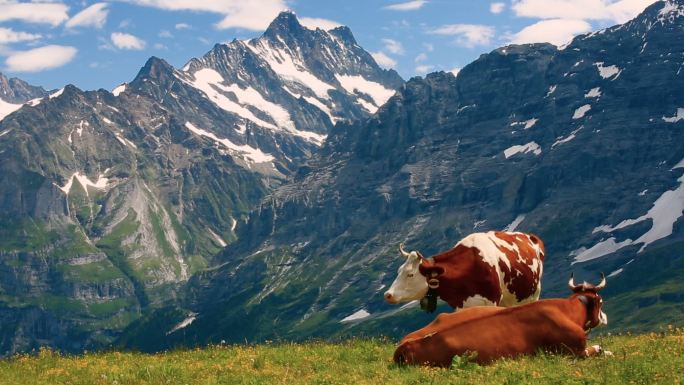 两只奶牛在草地上休息