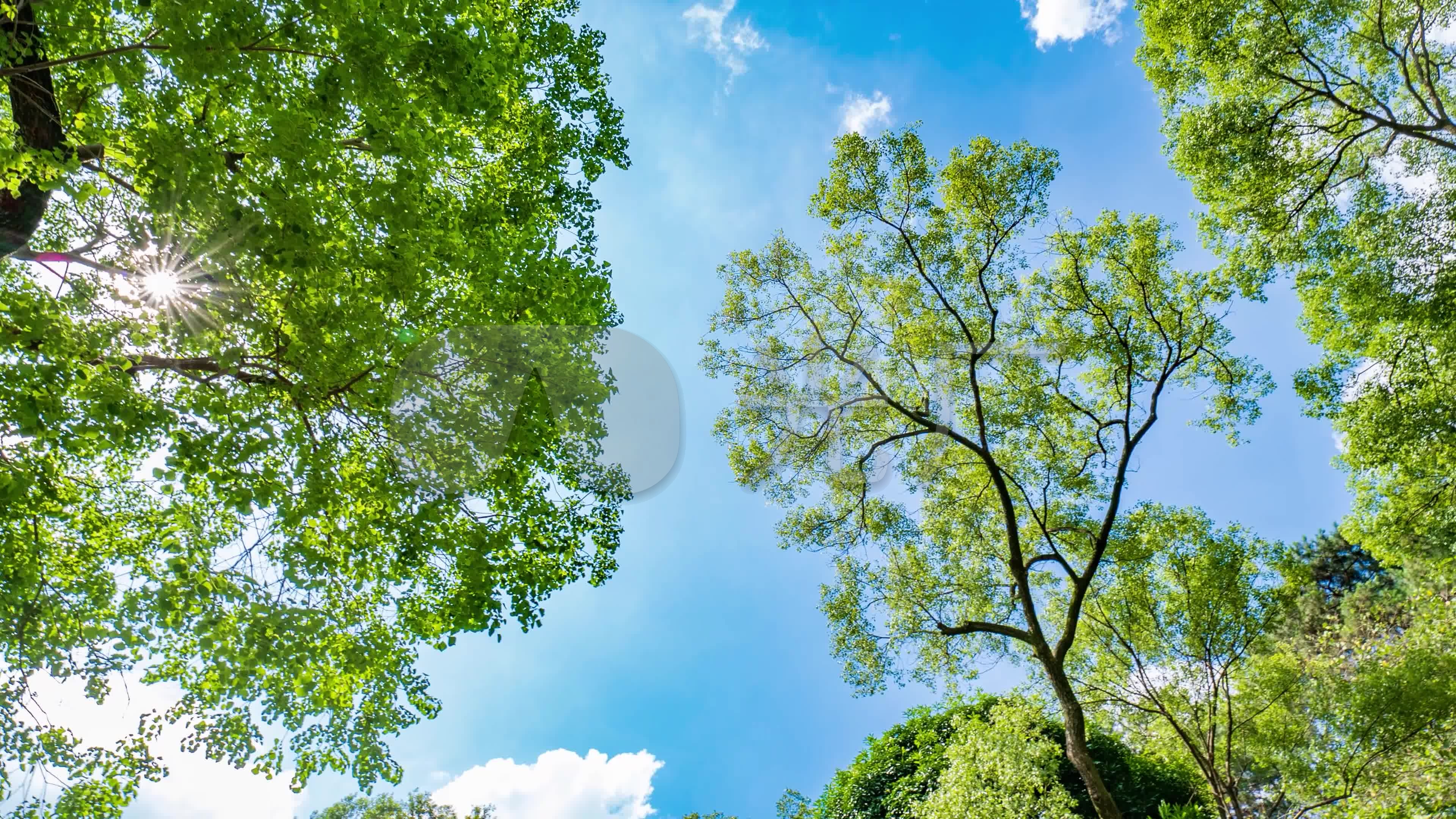 仰拍夏天陽光樹林香樟樹的樹蔭