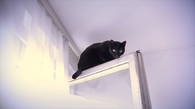 猫在公寓的窗户顶上