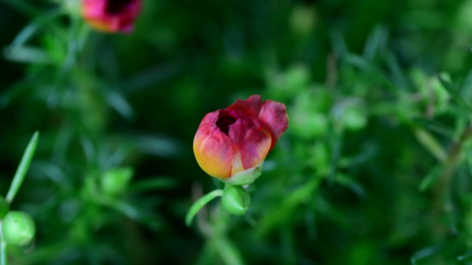 开花延时摄影绽放花开月季花