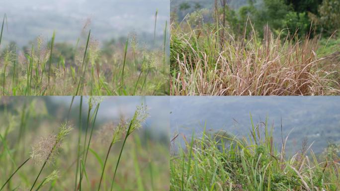 野草杂草荒草荒野