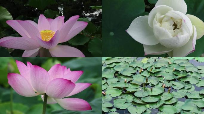 荷花莲花特写全景