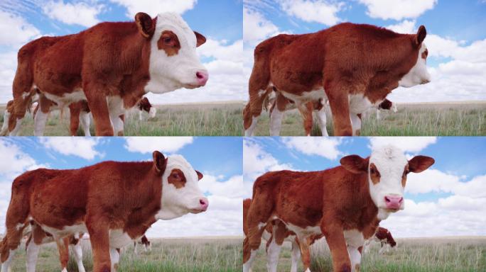 【4k】草原上的牛