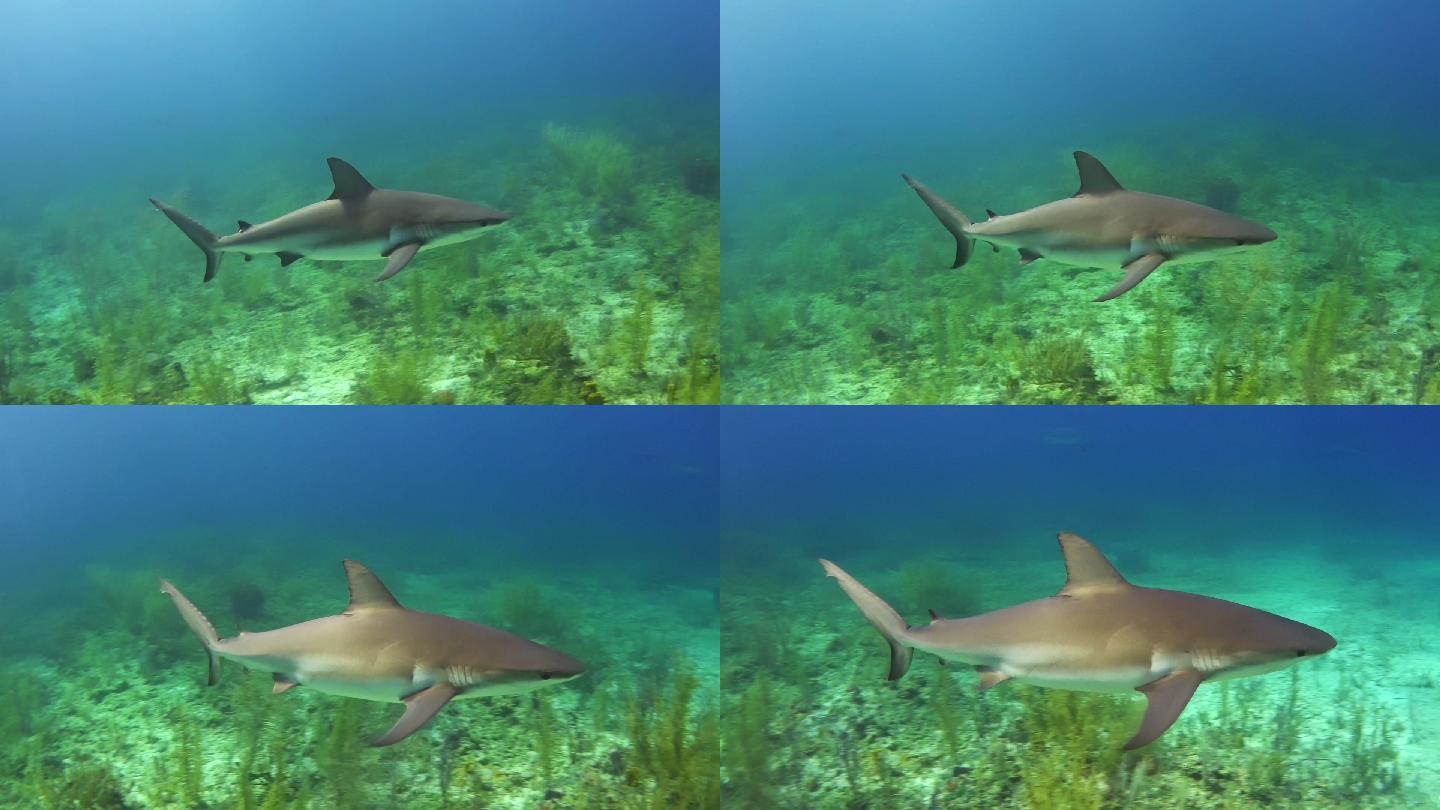 大鲨鱼在摄像机附近游动。