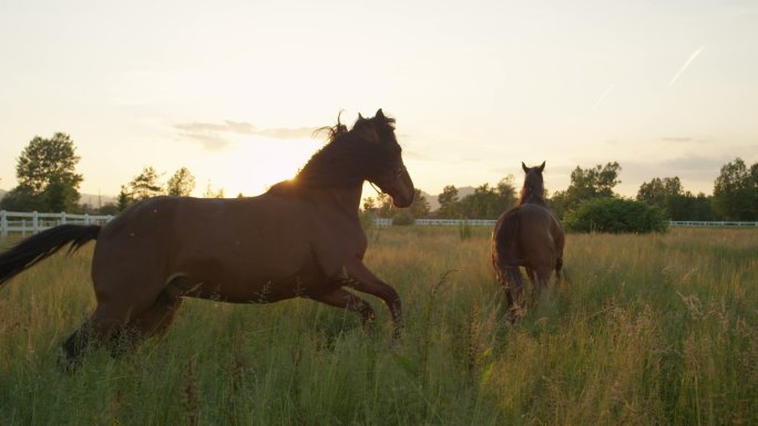 夕阳下两匹深棕色马站在草地上，奔跑