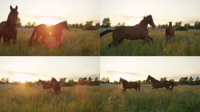 夕阳下两匹深棕色马站在草地上，奔跑