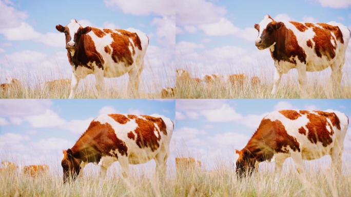 【4k】牛的特写牧场草原