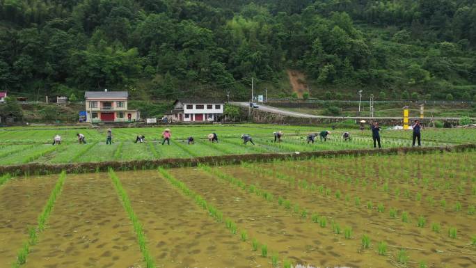 4K航拍农民到磨寨杂稻制种田3组