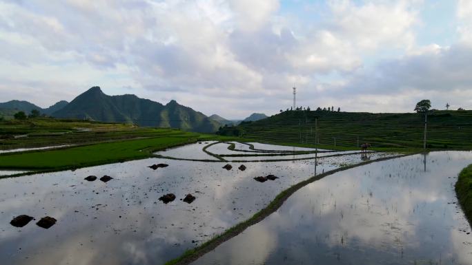 白云秀梯田（4K素材）