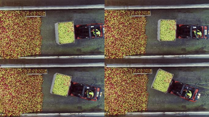 用叉车运输箱子。果农果子丰收