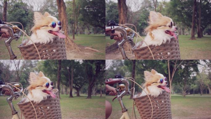 自行车篮子里的吉娃娃狗