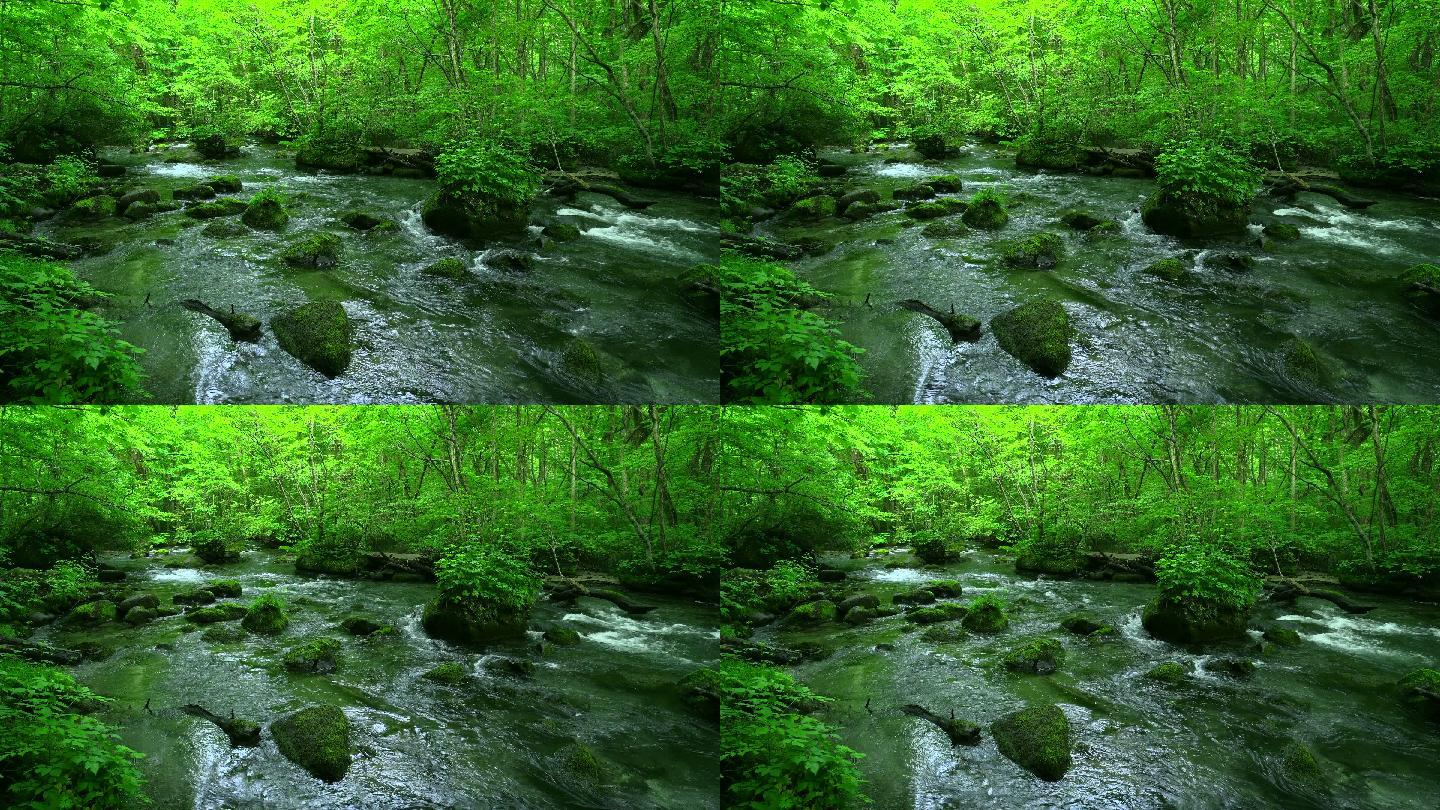 绿色森林中的溪流绿林中的小溪森林自然之美