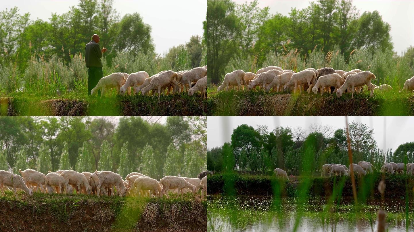 【4K】西北放牧放羊羊群吃草牧羊人