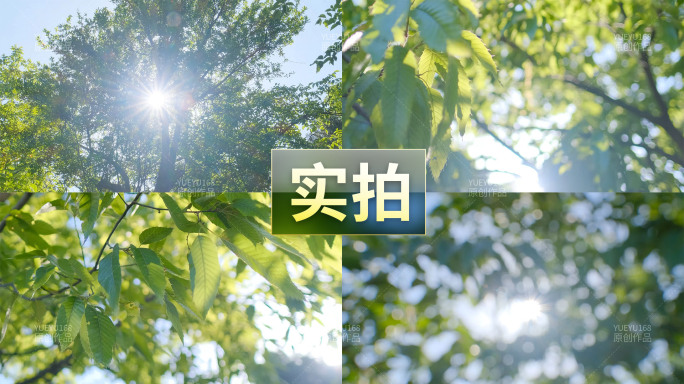 阳光树叶植物光影写意美好空镜绿色叶子夏天