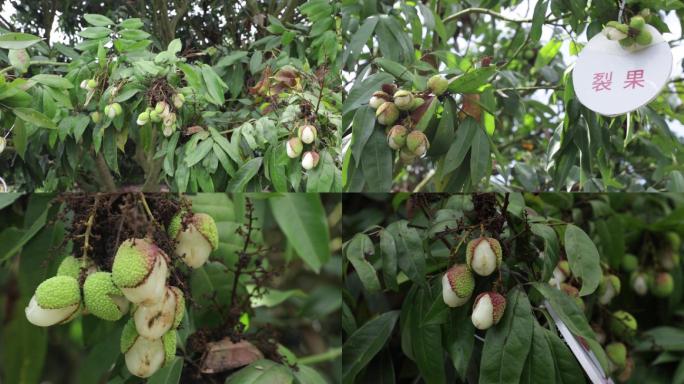 荔枝裂果、沤花、荔枝病虫害