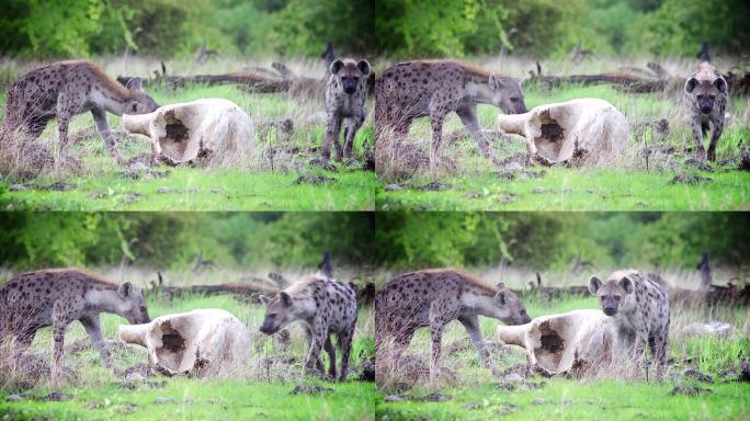 鬣狗动物世界弱肉强食