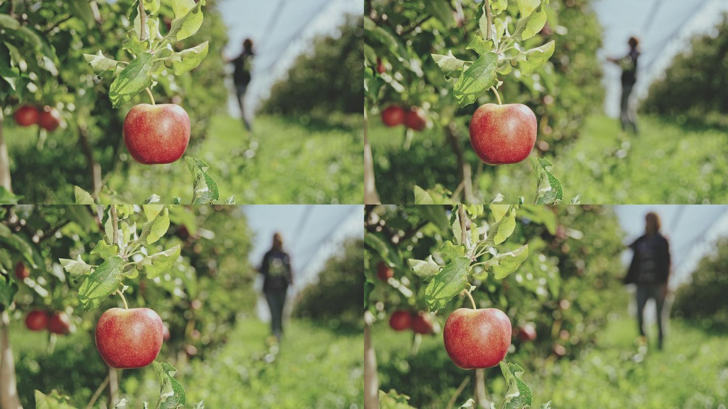 一位妇女在果园里检查苹果
