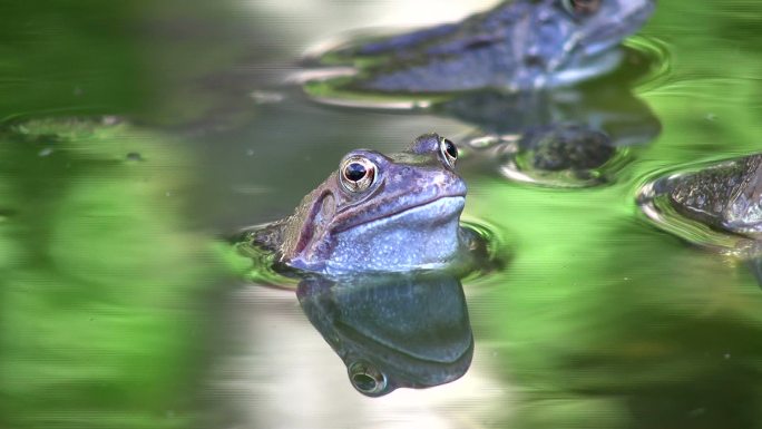 普通青蛙大自然生态美景栖息树蛙蛙类特写两