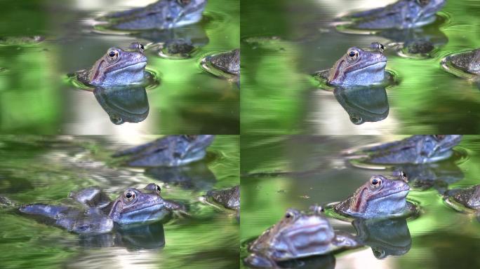 普通青蛙大自然生态美景栖息树蛙蛙类特写两