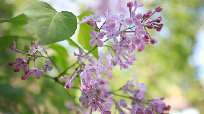 春季丁香花盛开哈尔滨市花丁香公园