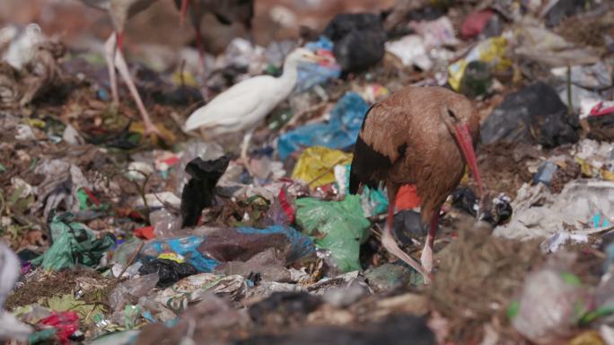 欧洲白鹳在垃圾填埋场清理垃圾时吃东西