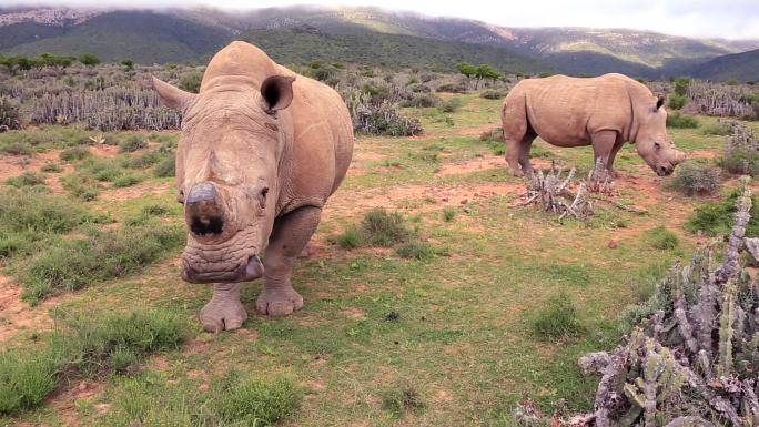 偷猎野生非洲白犀牛