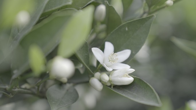 橙子花