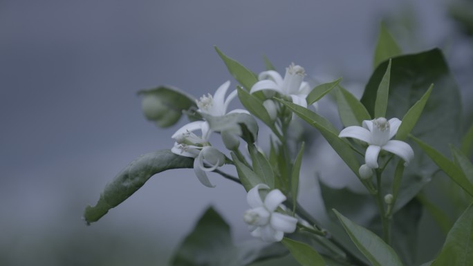 橙子花