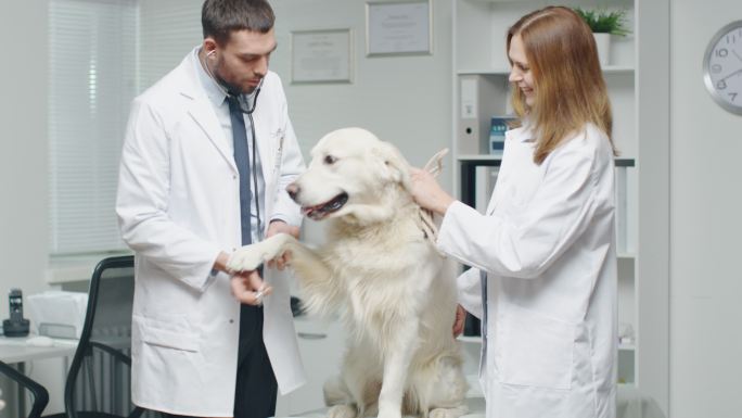在兽医诊所。兽医和他的助手检查狗。
