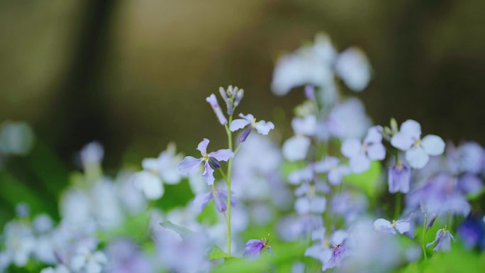 春天花间蝴蝶，蜜蜂