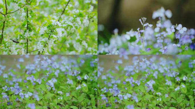 春天花间蝴蝶，蜜蜂