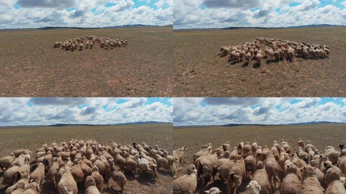 【4k】航拍草原上奔跑的羊群近景