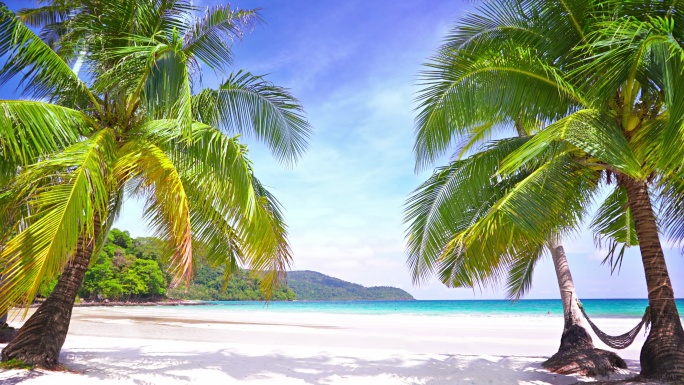 热带海滩的棕榈树三亚纪录片风景海南海岛