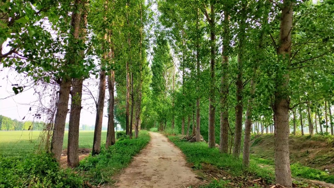 乡村小路实景场景背景视频