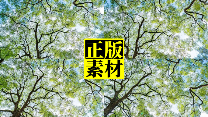 仰拍唯美夏天阳光树枝香樟树的树荫