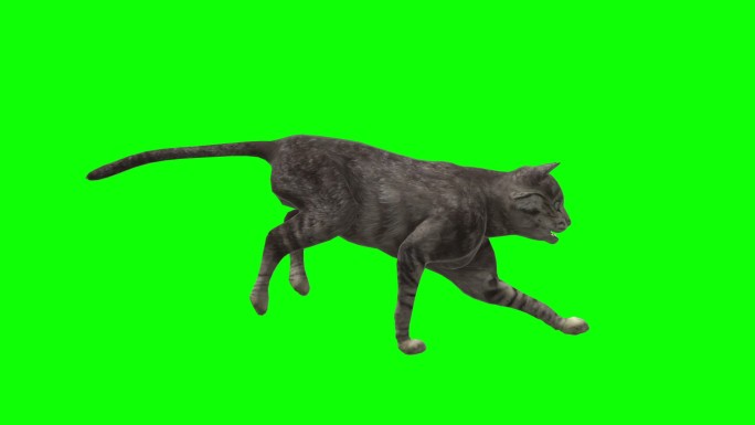 一只猫在绿色屏幕上奔跑