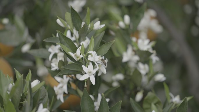 橙子花