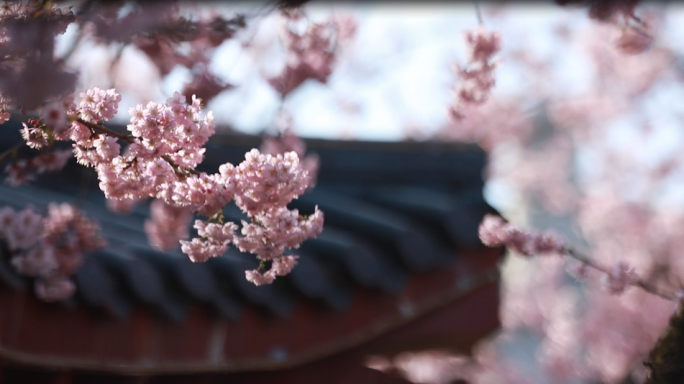 樱花特写慢镜头阳光明媚