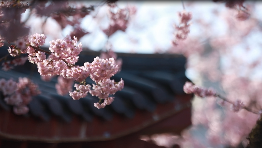 樱花特写慢镜头阳光明媚