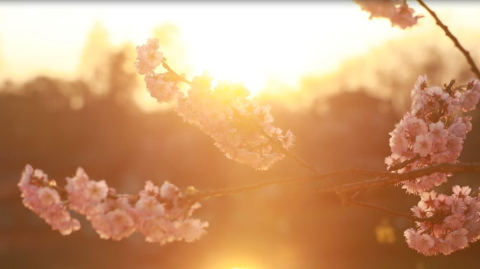 樱花特写慢镜头阳光明媚