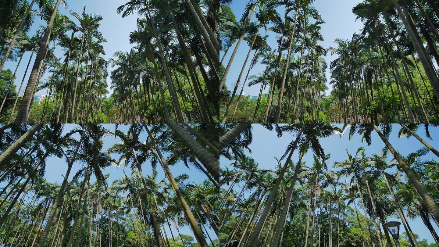 热带植物棕榈树林
