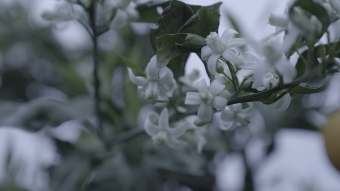 橙子花