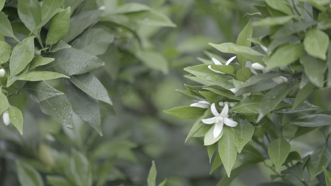 橙子花