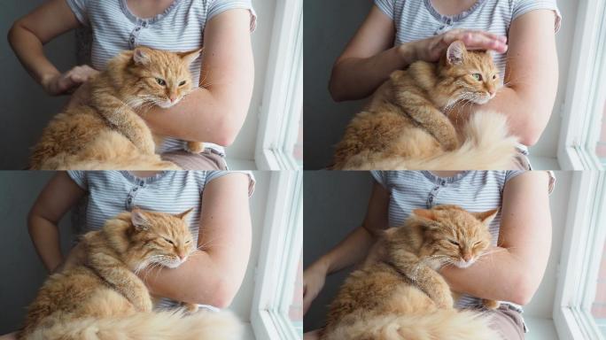 女人抚摸着躺在她怀里的可爱的猫